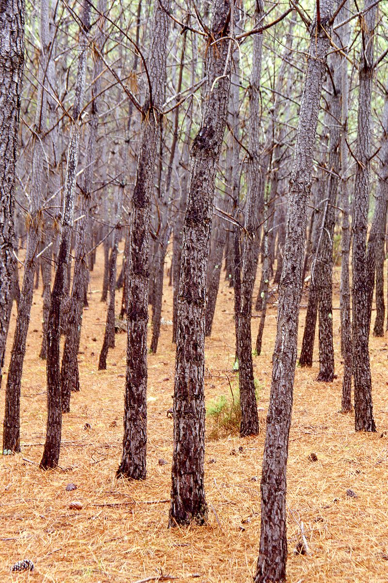 Forêt de  Lacanau
