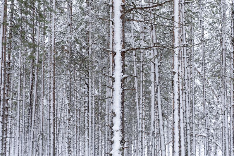 Parc national de Hossa, Finlande