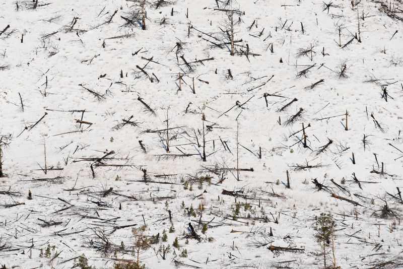 Forêt sur les bords du lac Baïkal