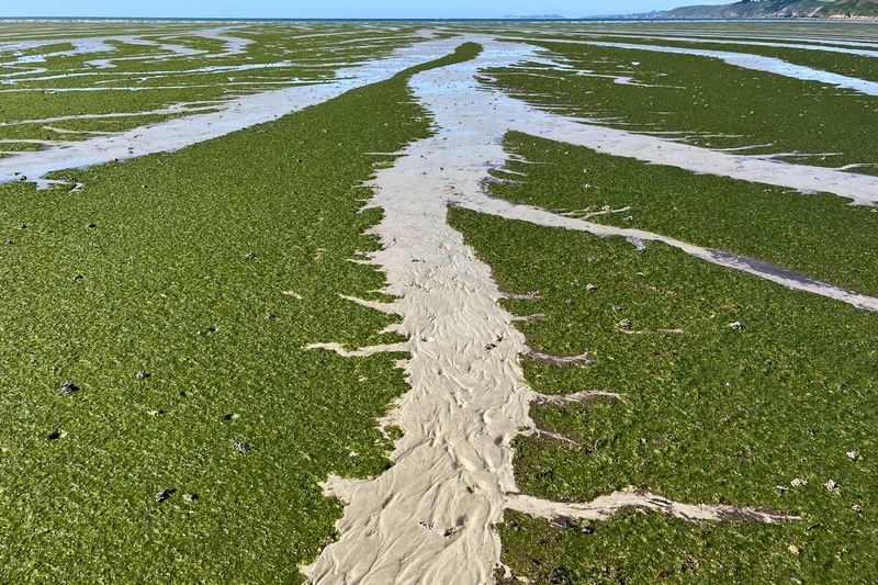Algues vertes sur la plage de Saint Michel en Grève
